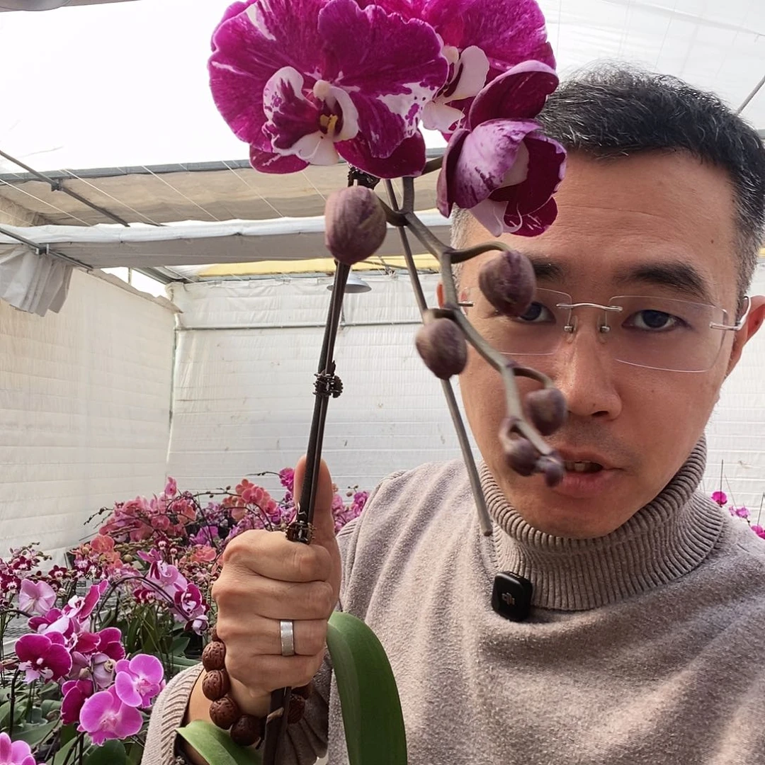 花***言完全开放米歇尔变异1颗