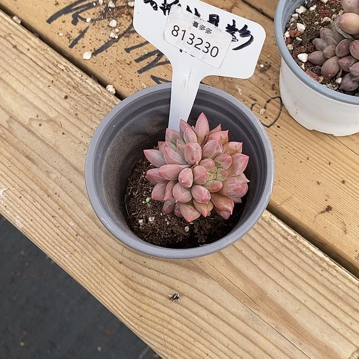 戒***师福利多多。813230