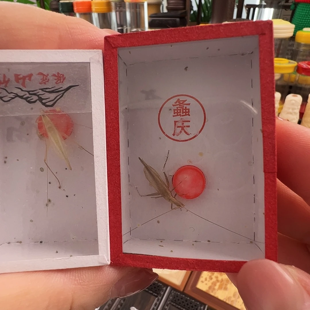 保定山竹蛉➕中须柬埔寨竹蛉