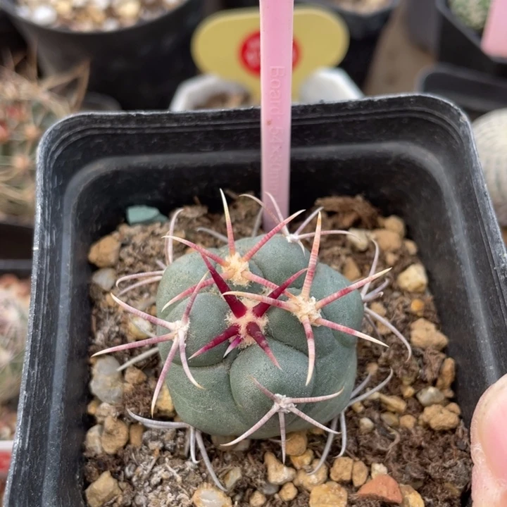 实生高木菲冠龙2690