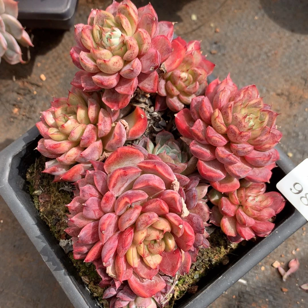 983杂交精品基地冠13