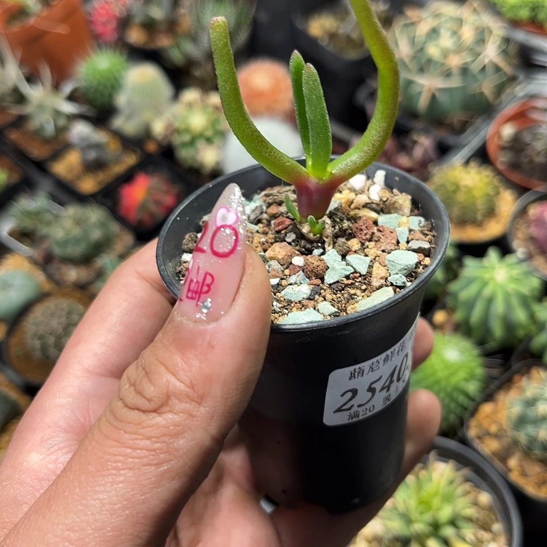 A****s25405一物一拍单头发货