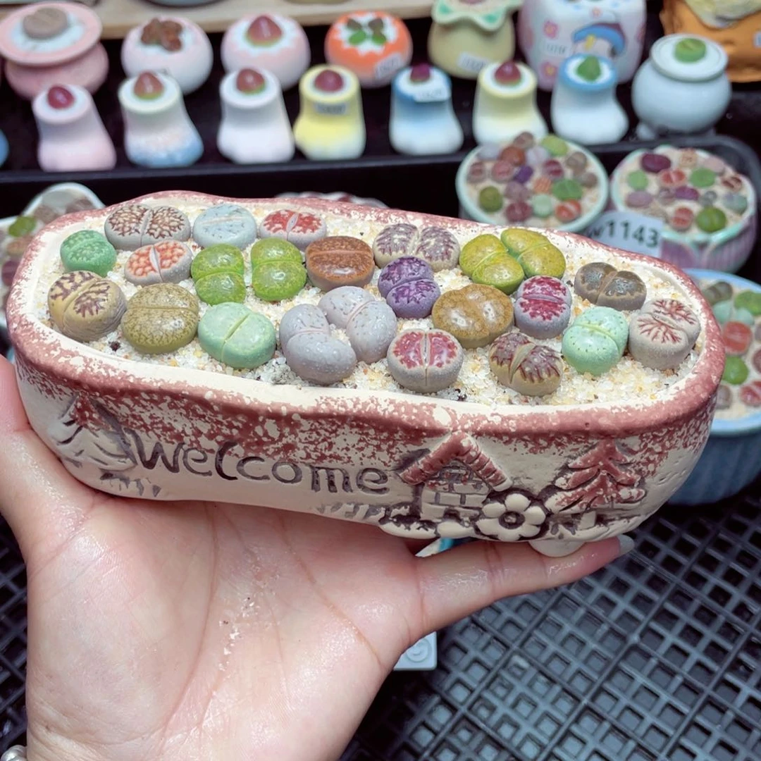 w1148 带盆土发货一物一拍