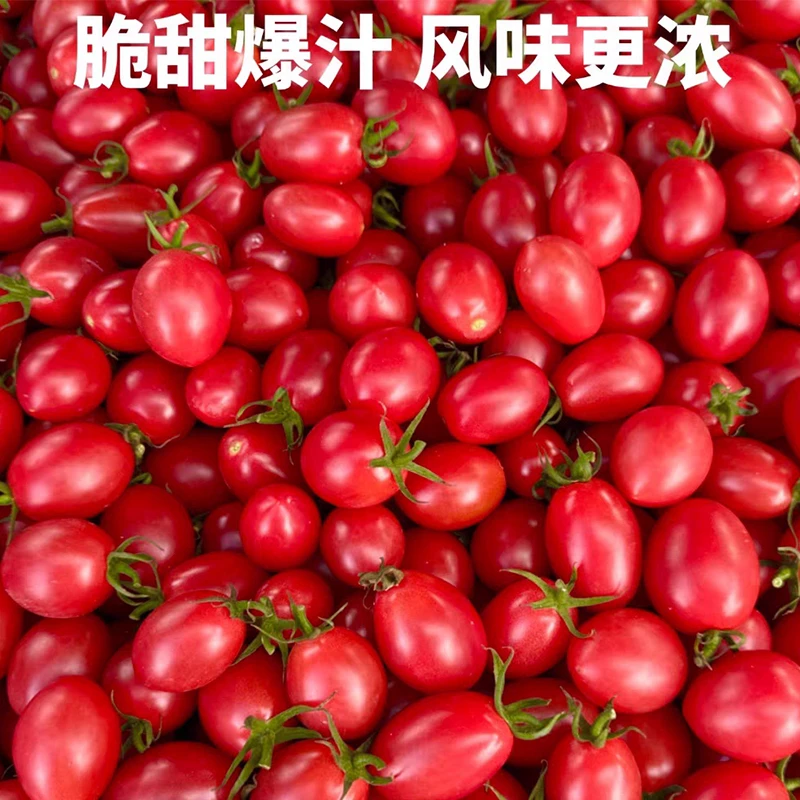 【1斤净果】礼盒装正宗广东电白千禧圣女果小番茄水果番茄京东包邮