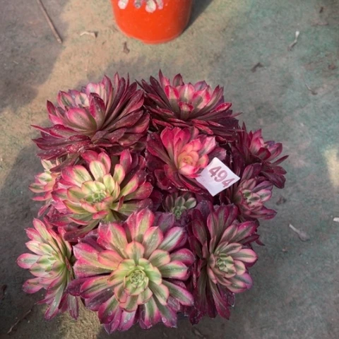 494月蝉朵朵多肉，