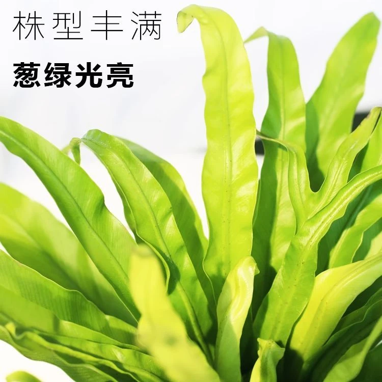鸟巢蕨-展叶耐寒鸟巢蕨盆栽室内水培绿植净化空气好养易活