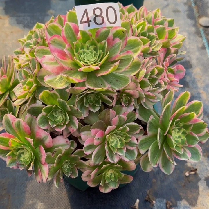 0000000000480玉芙蓉福利价