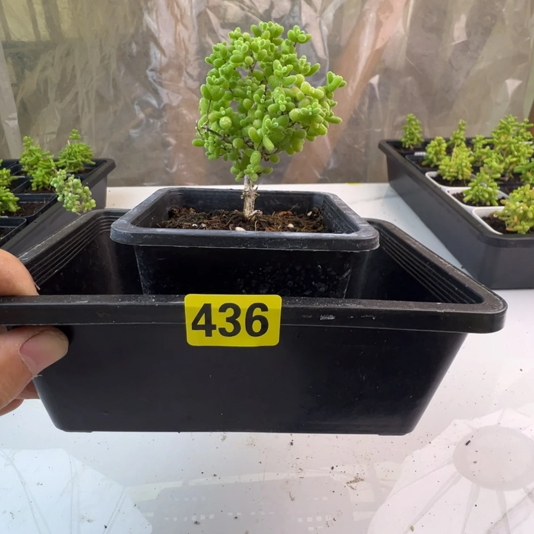枝干番杏多肉植物46