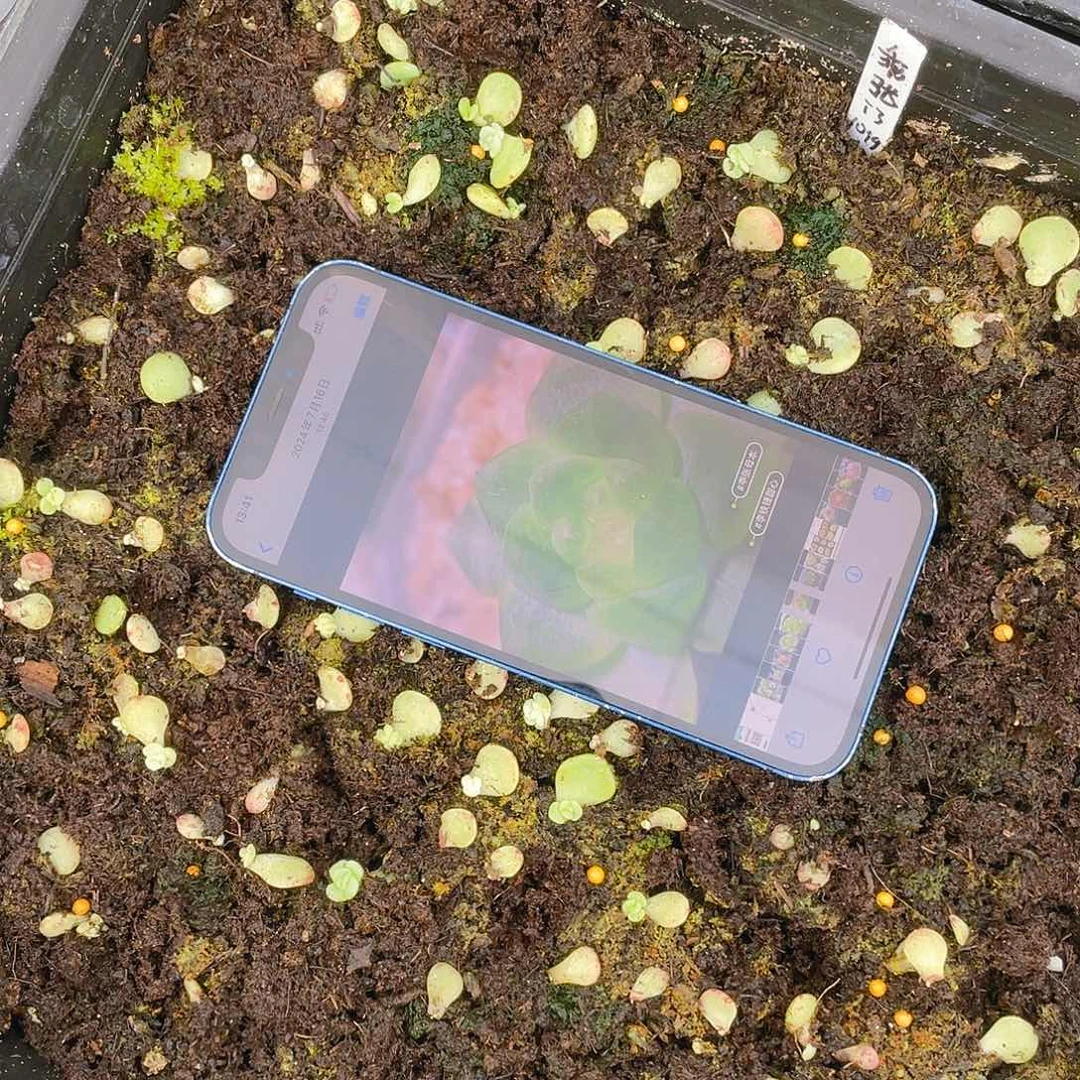 乖张T3 芝麻苗一个满25包邮