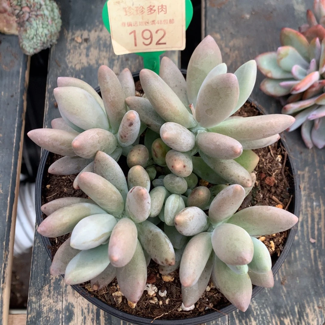 白兰地美人开播福利