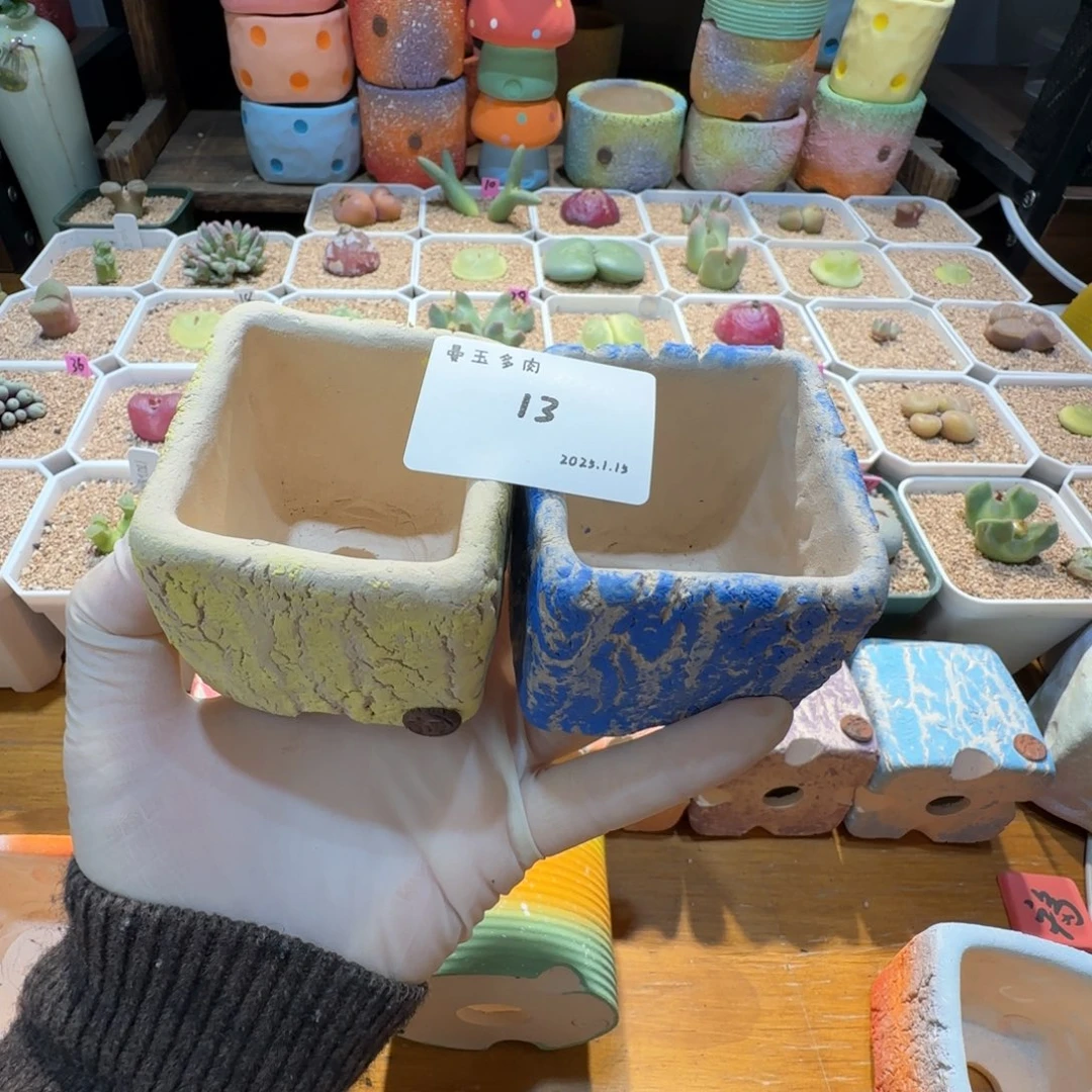 谷****多肉多肉多肉1.15-013