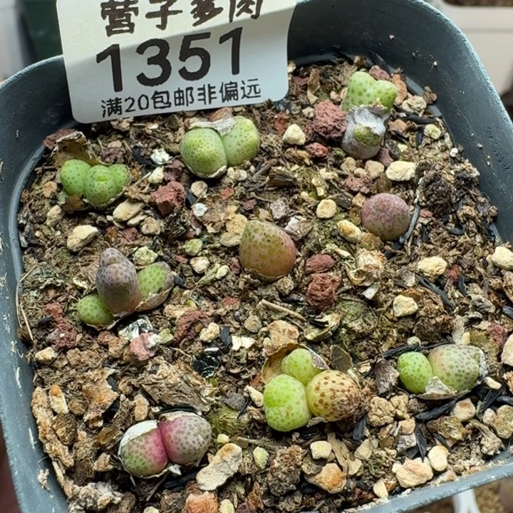 龙猫斑马带盆土。