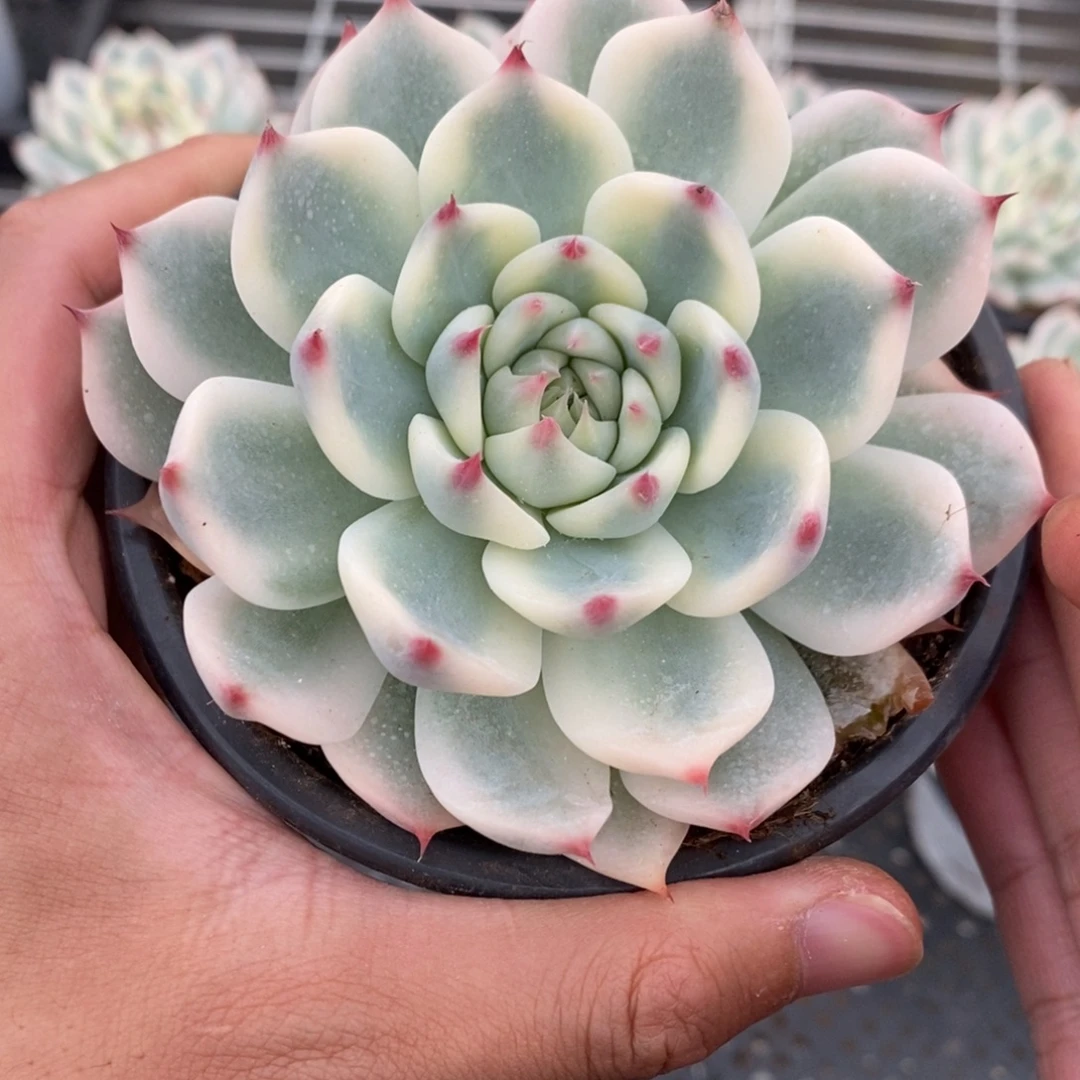 吉娃娃锦多肉植物A098