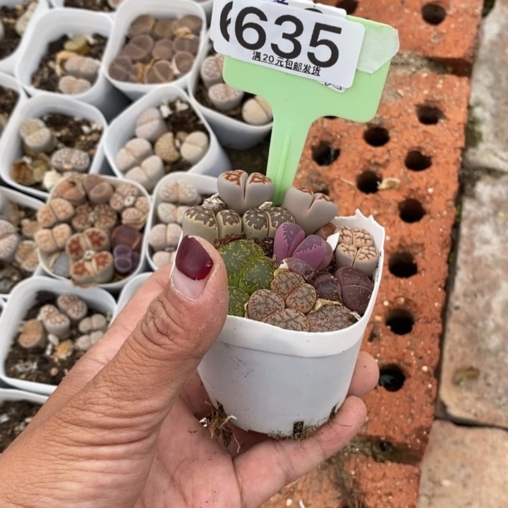 花*?生石花等植物635