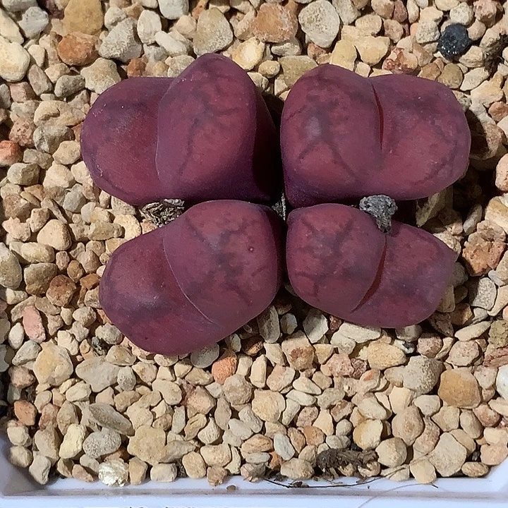 精品多肉植物精品杂交系列