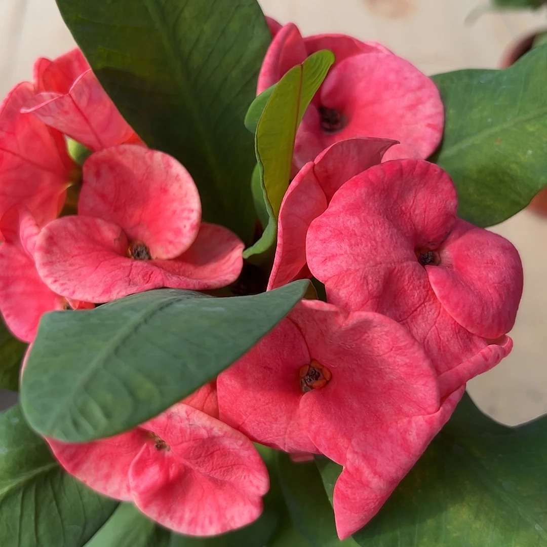 百万富翁拉玛2泰国大花虎刺梅