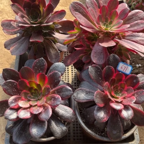 671多肉植物组合