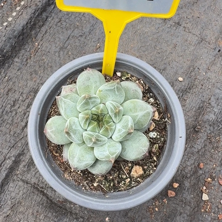 多肉植物一物一拍924