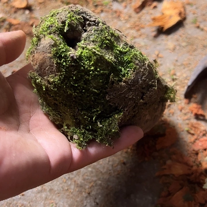 ****.荔枝木荔枝木毛料加工随型香炉，底座黑檀128