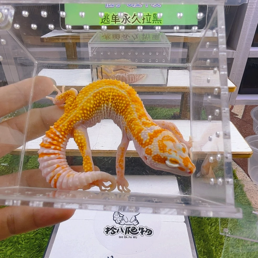 豹纹守宫守宫好看可爱迷人