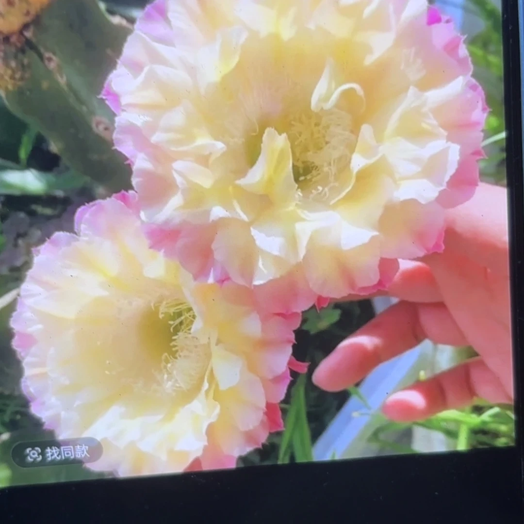 马丙彩侧牙20包邮仙人球23