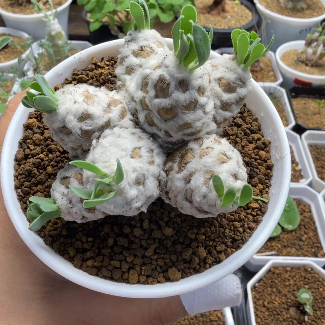 刨花厚墩菊068 仙人球