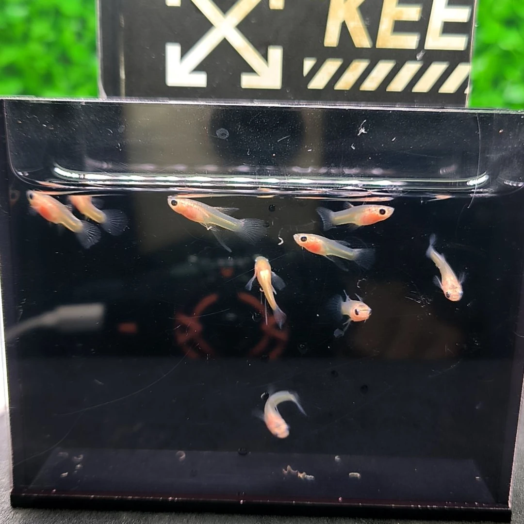 孔雀鱼肥猫大c苗子8条。