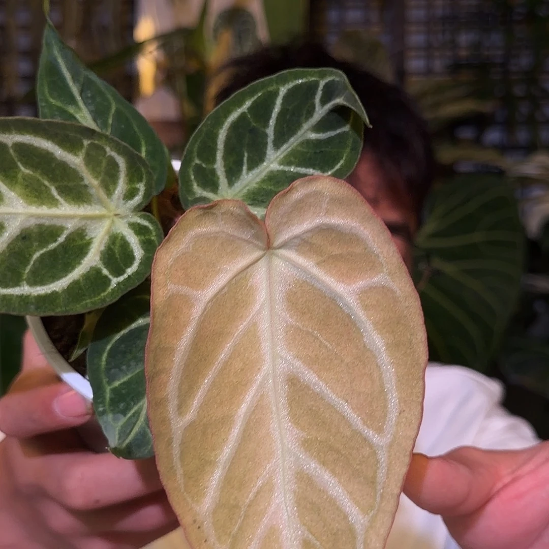 完全开放F268华丽抹茶锦