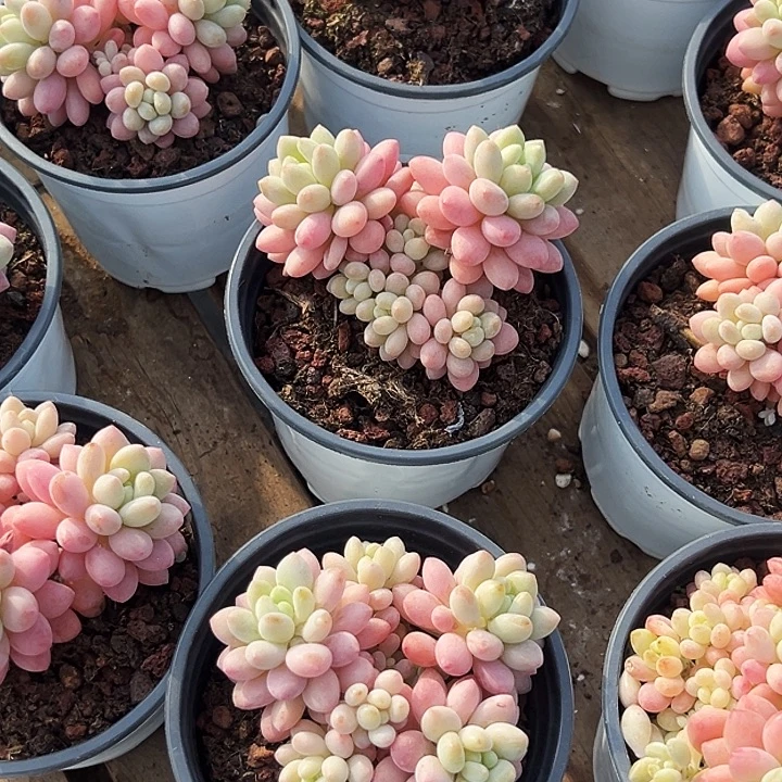 鱼子酱   福利多多