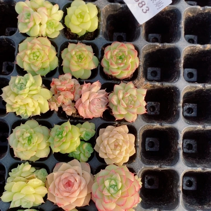 W***Y2-683多肉多肉多肉多肉多肉