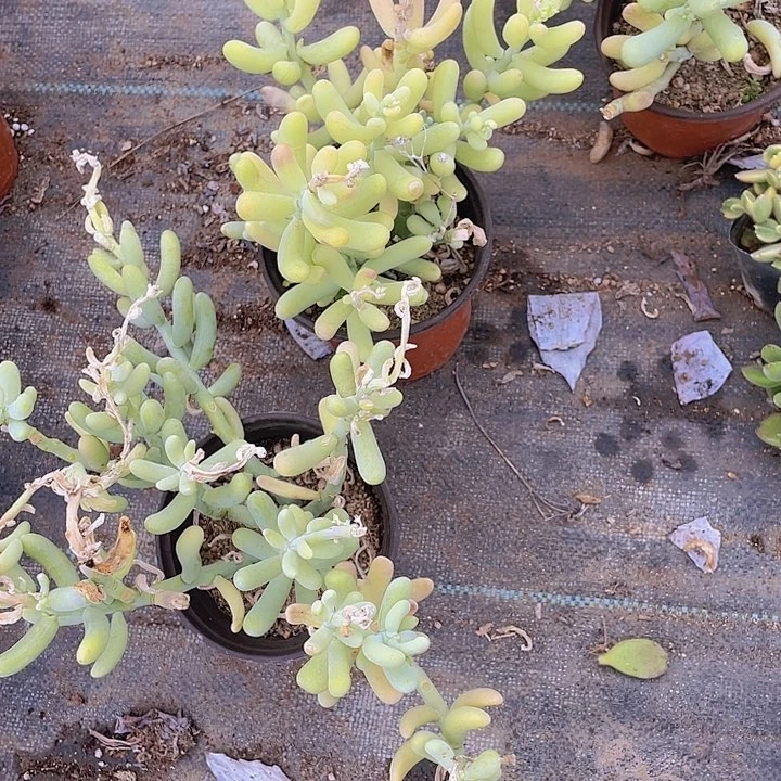 红*，定向香蕉美人红姐