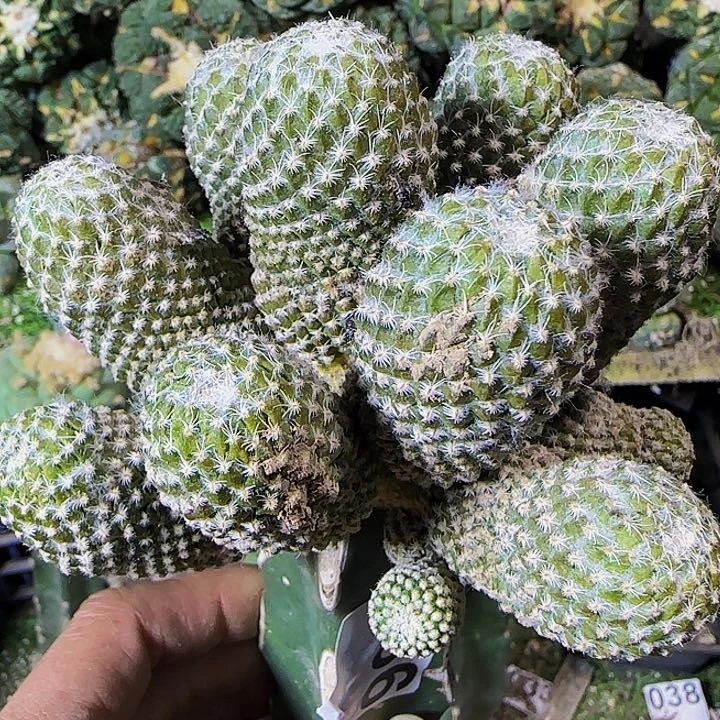 银牡丹群头786仙人球