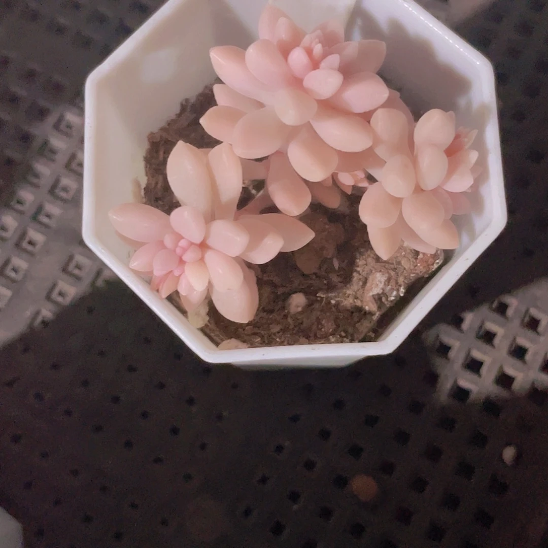 梦*姬秋丽锦e036一物一拍