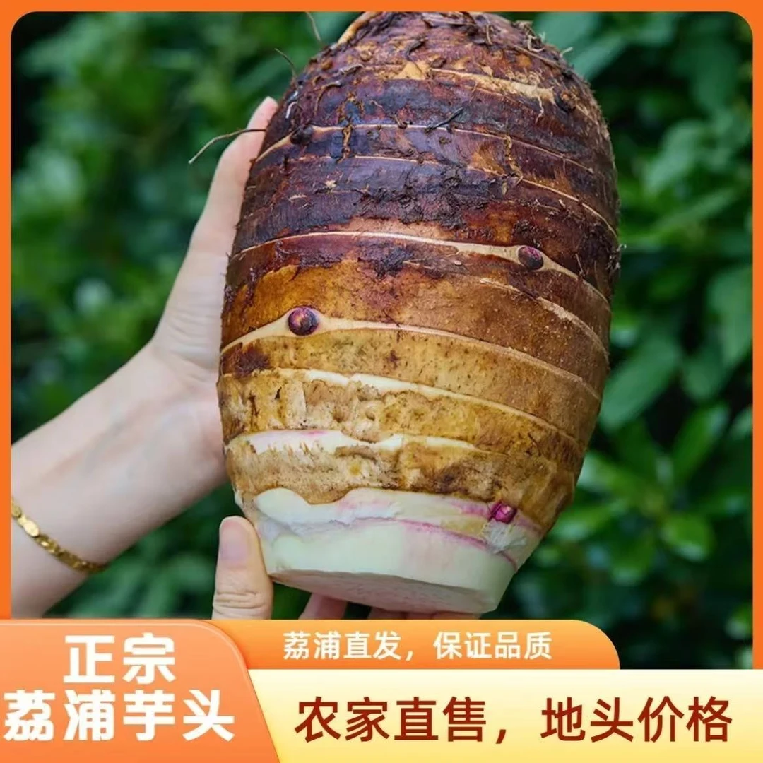 【芋头广西荔浦特产】广西荔浦芋头新鲜现挖香芋芋头荔浦商用芋艿