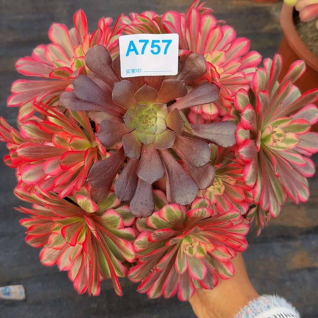 全部花朵757红铜白丛林阴阳444冠服23.4左右