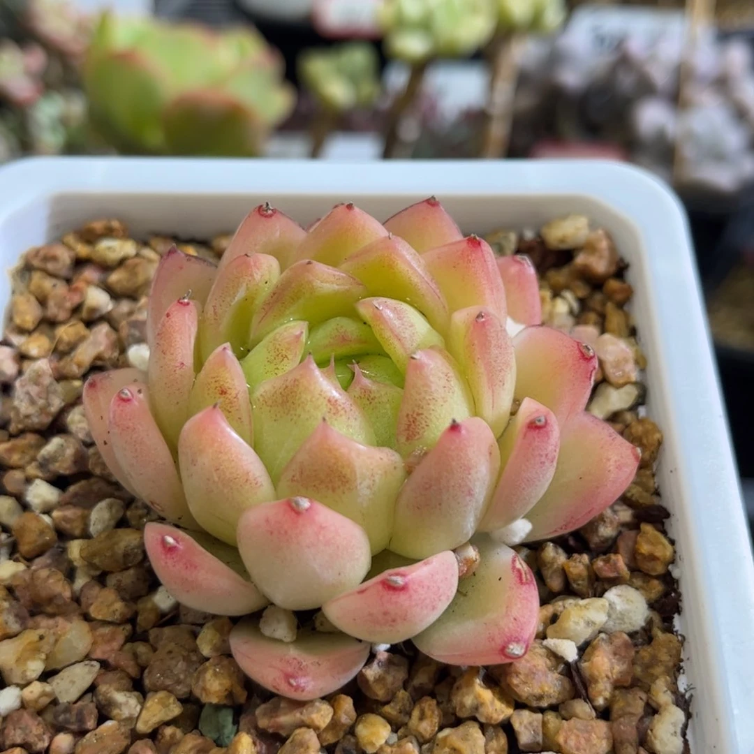 55号麦秆只发新疆