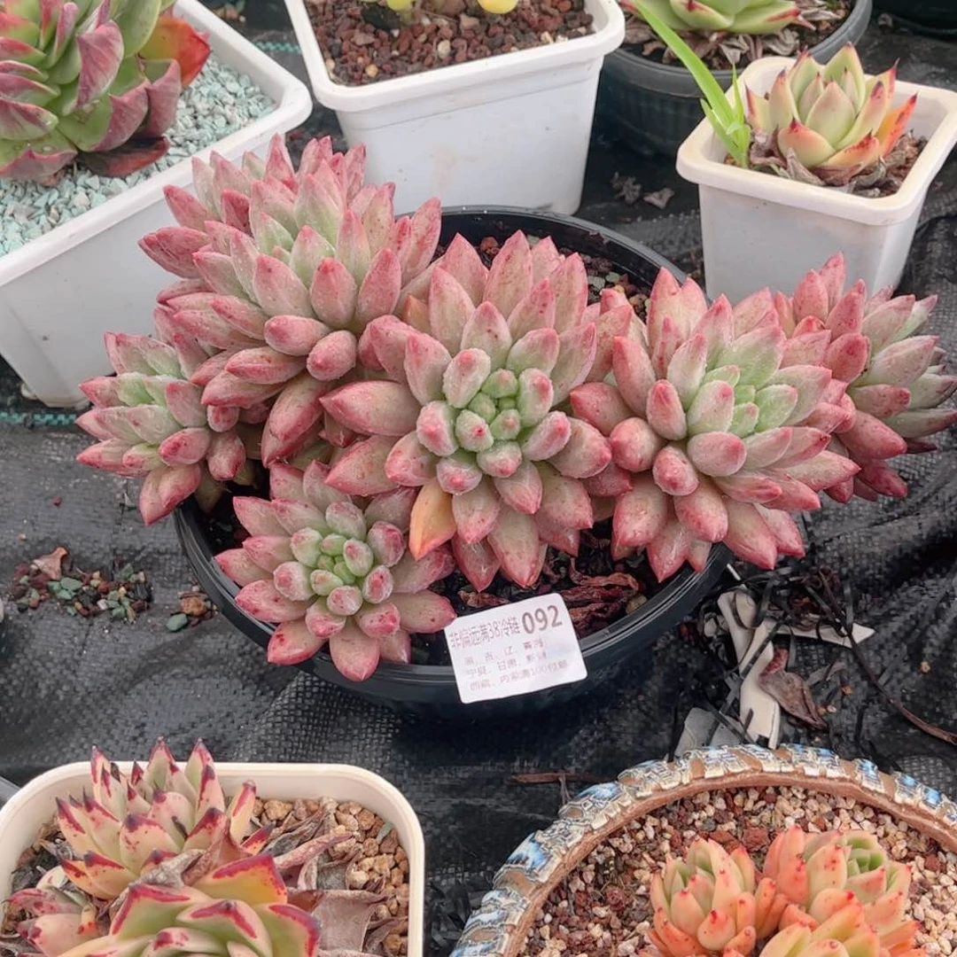 092红蜻蜓德华多肉