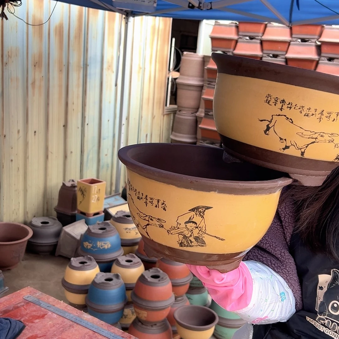 21+21黄色放牛娃三角金钟