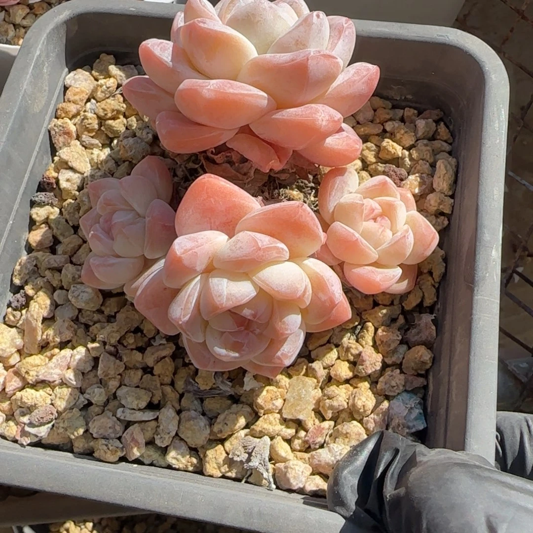 韩版冰一颗4头一颗