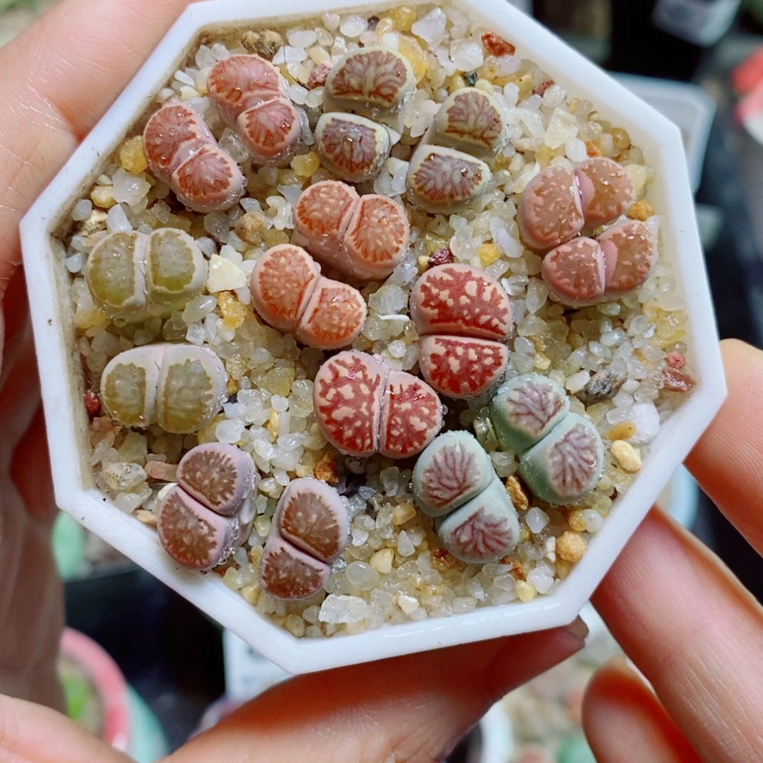 生石花花花哈哈哈哈哈哈489