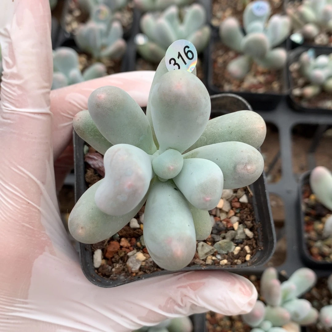 米可奶酪多肉米可奶米可奶酪316