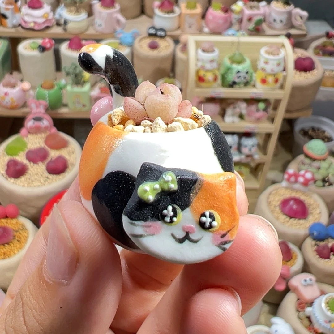 多肉植物32号摇头猫