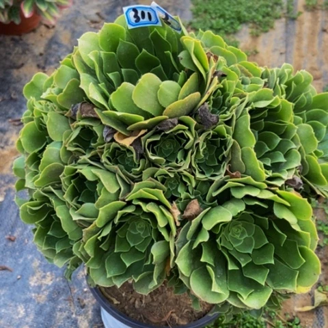 绿玫瑰多肉植物311多肉