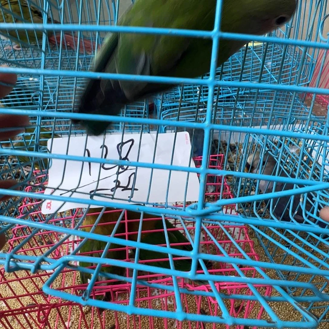 猛***少桃脸牡丹鹦鹉微瑕绿桃一只