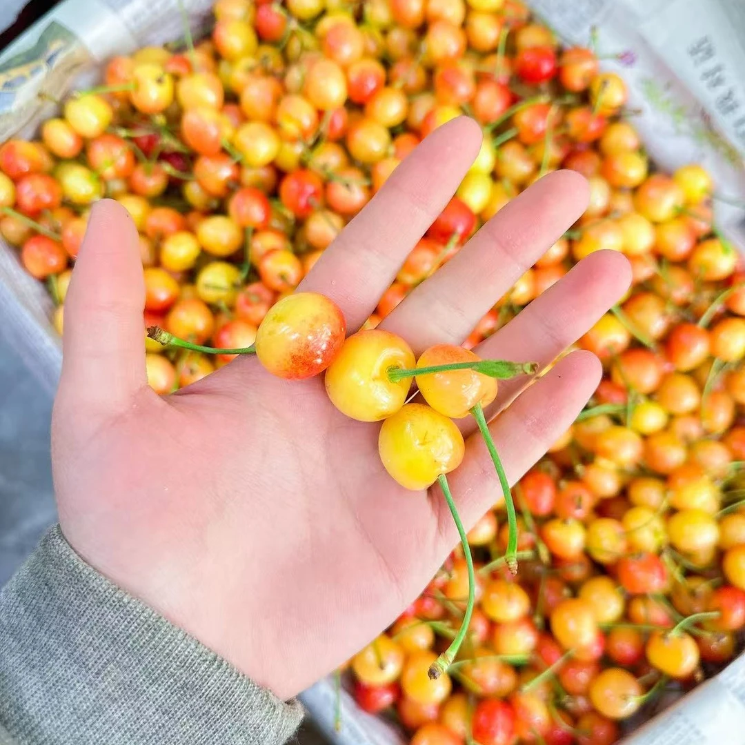 黄水晶樱桃 3斤装 1500克 L有花脸磕碰介意勿拍其他品种