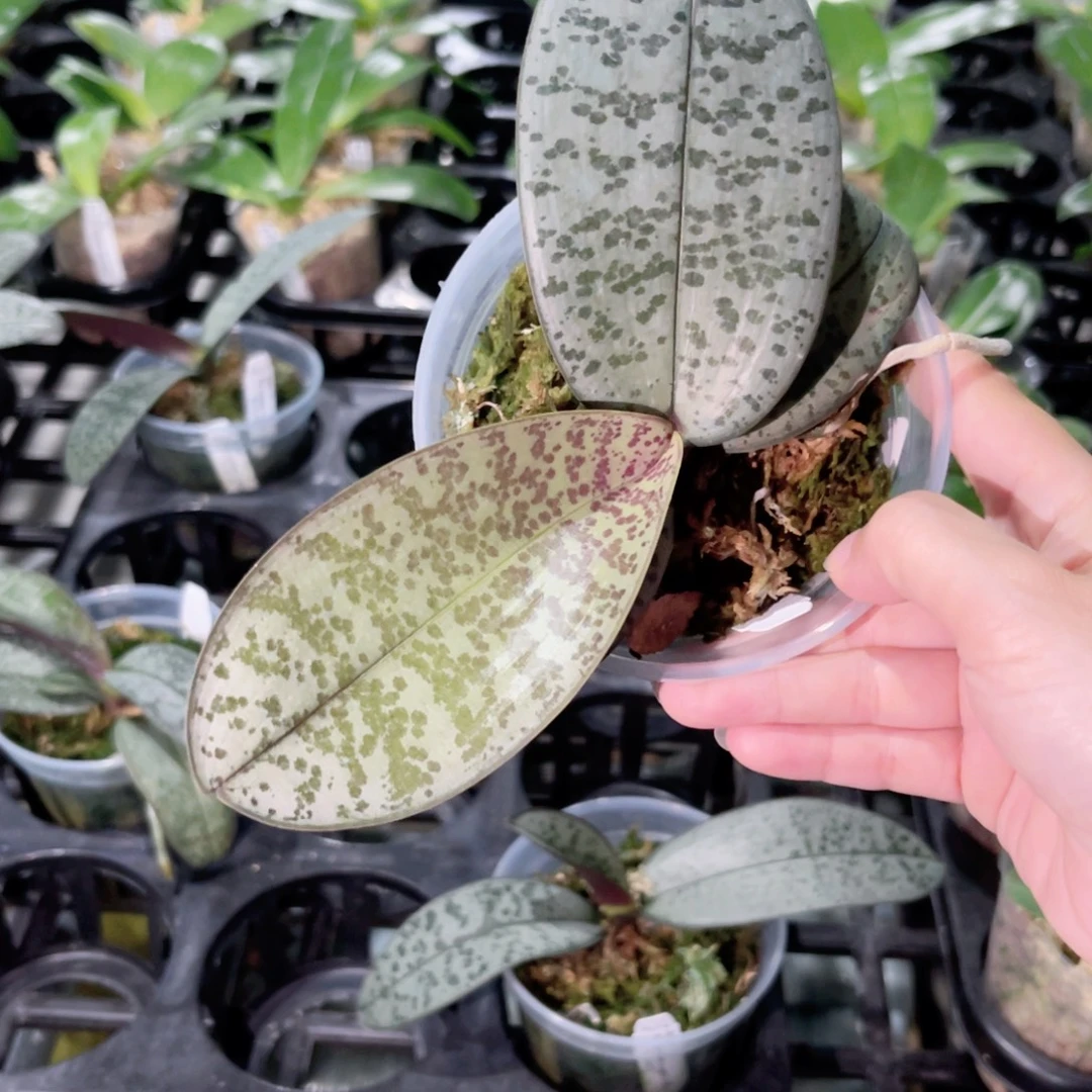 完全开放142汉白玉西蕾丽