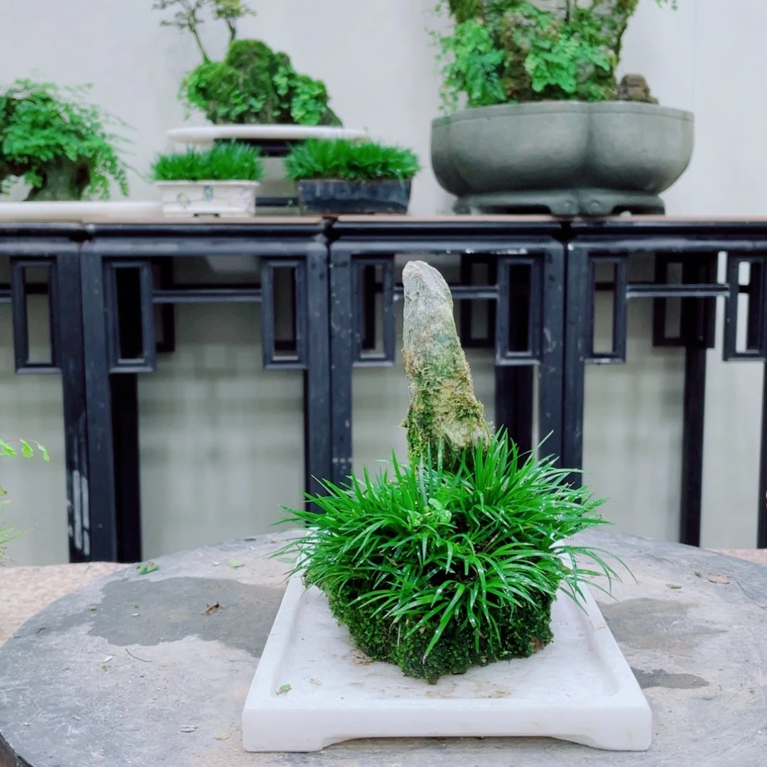 无铅玻璃可*铁线蕨等植物的生长发育