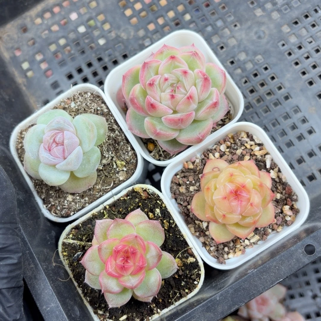 东篱下多肉优选珍妮哈哈哈