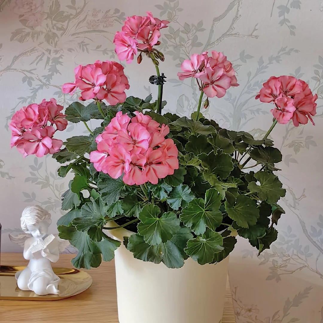 【大力水手·火烈鸟】易爆花花卉室内办公桌净化空气