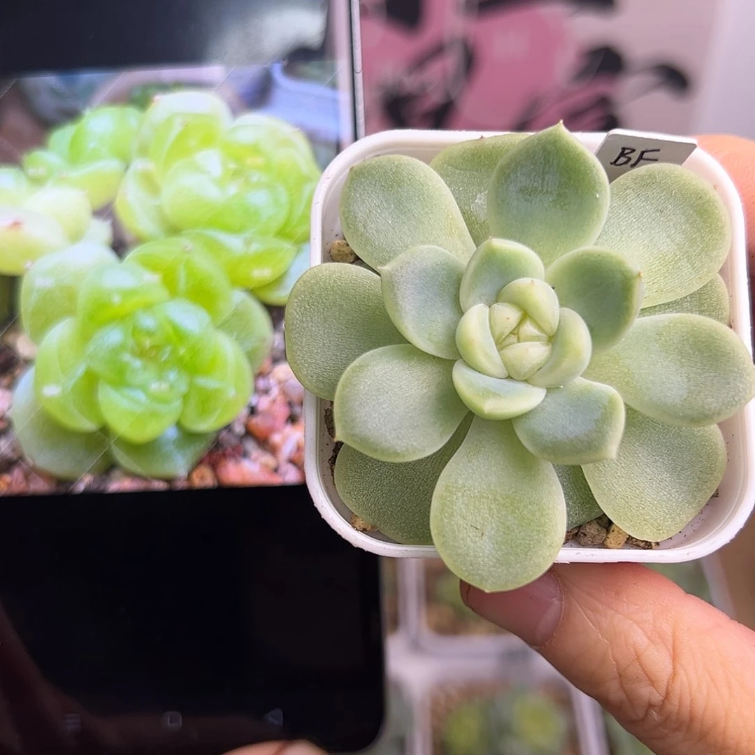 财富密码暴富一物一拍